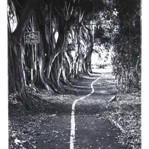Flip Saari Bikepath 8.5 Skateboard Deck